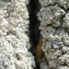 Ochrolechia turneri
